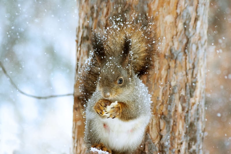 Woodland Photography