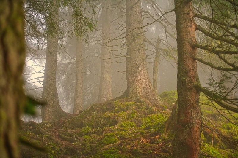 Magical Forest Glade
